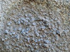 lecanora