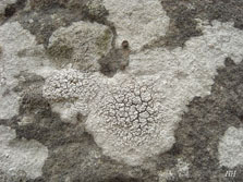 pertusaria