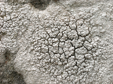 pertusaria