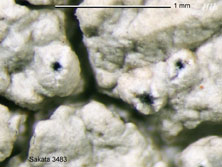 pertusaria