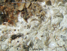 pertusaria