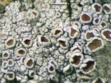 lecanora