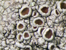 lecanora