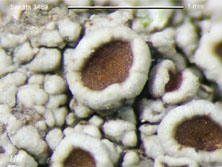 lecanora