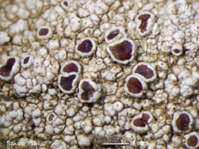 lecanora