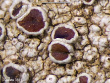 lecanora