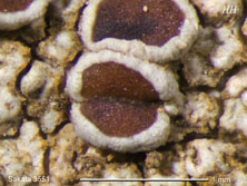 lecanora