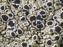 lecanora