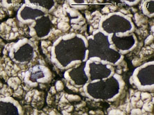 lecanora