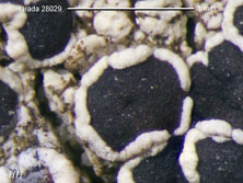 lecanora