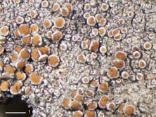 lecanora