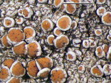 lecanora