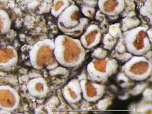 lecanora