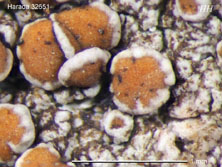 lecanora