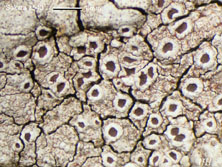 lecanora