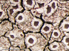 lecanora