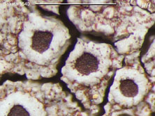 lecanora
