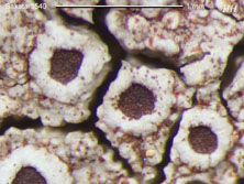 lecanora