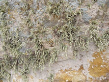 ramalina