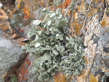 ramalina