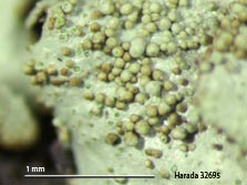 xanthoparmelia