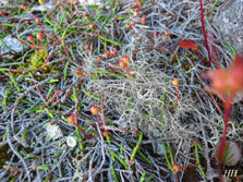 nigricans