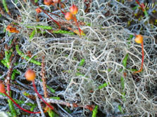 nigricans