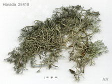 nigricans