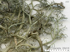 nigricans