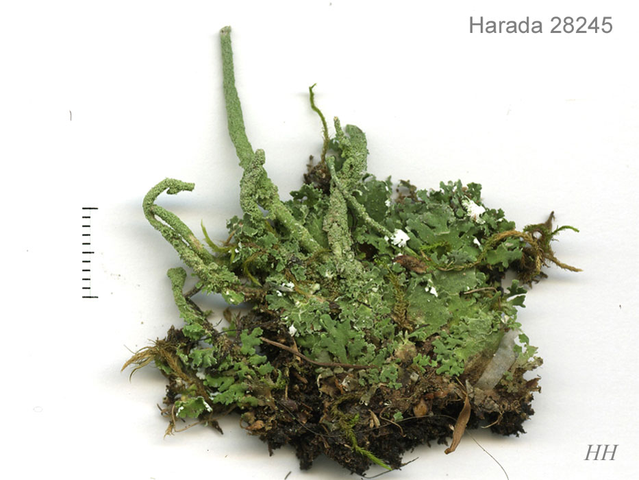 地衣類標本（きぶのり、ヤマヒコノリ） 日本の地衣類 Cladonia coniocraea/ヤリノホゴケ