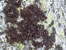 pseudephebe