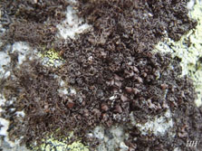 pseudephebe