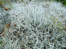 thamnolia