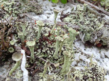 metacorallifera