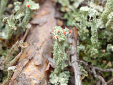 metacorallifera
