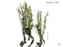 cladonia