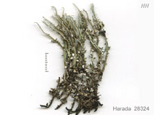 cladonia