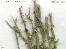 cladonia