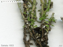 cladonia