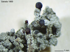 cl