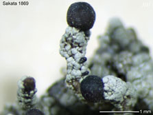 cl