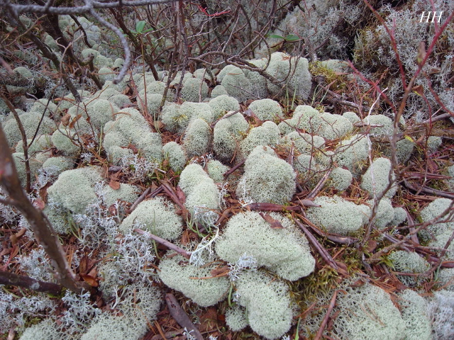 日本の地衣類 Cladonia Pseudoevansii ウスイロミヤマハナゴケ