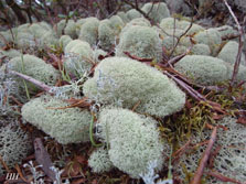 日本の地衣類 Cladonia Pseudoevansii ウスイロミヤマハナゴケ