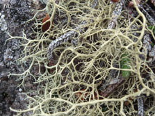 ochroleuca