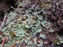 cladonia