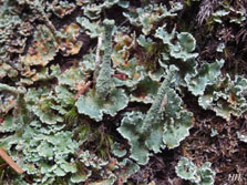 cladonia