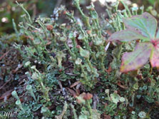cladonia