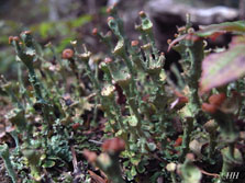 cladonia