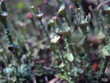 cladonia