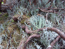 cladonia